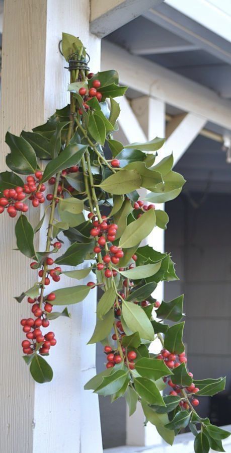 holly christmas Holly Tree, Holly Christmas, Christmas Holly, Silent Night, Christmas 2024, Red Bow, Birth Flowers, Keep It Simple, Tree House