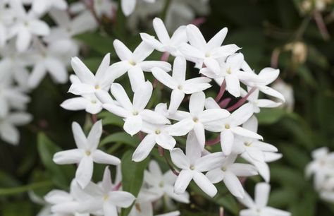 The clusters of white flowers of the star jasmine fill the garden with fragrance. Star Jasmine Vine, Jasmine Vine, Fast Growing Evergreens, Jasmine Star, Evergreen Vines, Growing Vines, Jasmine Plant, Star Jasmine, Garden Vines