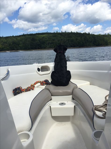 This lab loves to boat! Black Lab And Golden Retriever, Labrador Retriever Quotes, Dogs On Boats, Lab Black, Black Lab On Beach, Black Lab Yellow Lab Chocolate Lab Meme, Dog Happy, Black Lab Puppies, Love Boat