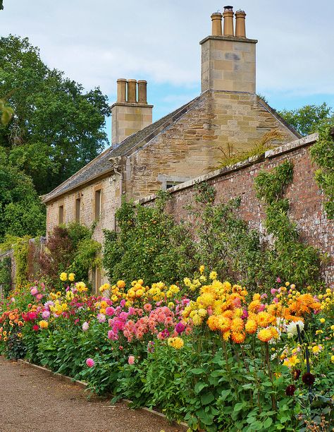 Dahlia border, Culzean Castle, Ayrshire, Scotland Dahlia Landscaping, Dahlia Garden Ideas, Dahlia Border, Dahlia Gardens, Dahlia Flower Garden, Culzean Castle, Florida Cottage, Dahlia Garden, English Garden Design