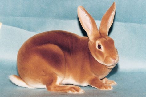 Orange -    National Orange and Fawn Rex Rabbit Association Orange Rabbit, Show Rabbits, Pet Bunny Rabbits, Rabbit Life, Rabbit Breeds, Bunny Care, Holland Lop, Animal Study, Jack Rabbit