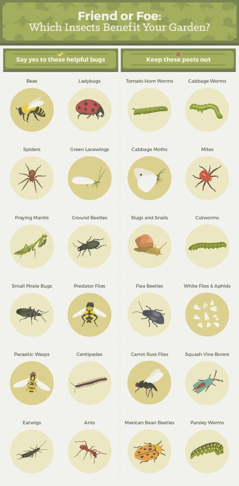 Friend or Foe: Which insects benefit your garden? Slugs In Garden, Organic Insecticide, Flea Beetles, Garden Bugs, Mosquito Repelling Plants, Garden Insects, Garden Pest Control, Organic Vegetable Garden, School Garden