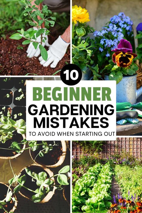 Starting a home garden? Avoid these 10 common beginner gardening mistakes to set yourself up for success! From growing vegetables outdoors to helpful tips for planting, this guide covers everything you need to grow a healthy, thriving garden. Learn how to garden with confidence and enjoy fresh produce from your own backyard! Tips For Gardening, How To Grow A Garden For Beginners, Regrow Green Onions, Sustainable Tips, Garden On A Budget, Beginner Gardening, How To Garden, Planting Potatoes, Set Yourself Up For Success