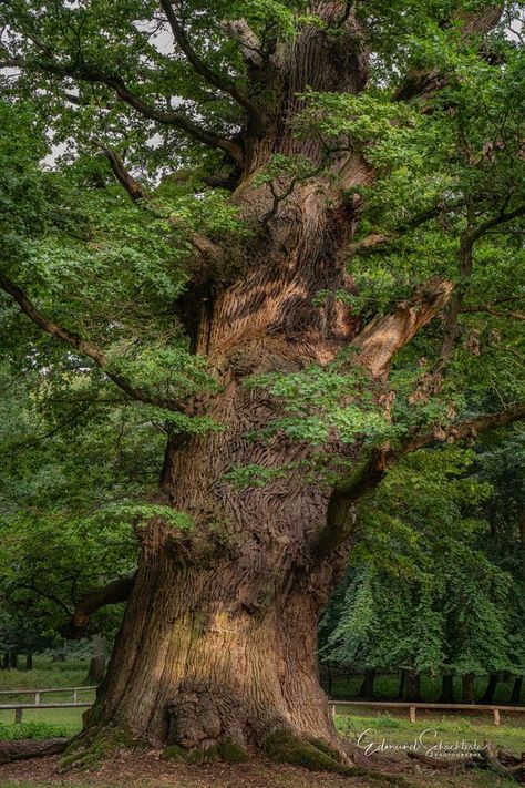 Unique Trees | "Old oak" | Facebook Oak Forest, Old Oak Tree, Human Anatomy Art, 1000 Years, Netherlands Travel, Old Trees, Unique Trees, Tree Forest, Tree Leaves