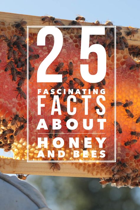 Fascinating facts about honey bees to sweeten the mind. Bee Facts For Preschoolers, Bee Information, Bee Facts For Kids, Facts About Honey, Apiary Beekeeping, Facts About Bees, Honey Facts, Facts About Honey Bees, Honey Bee Facts