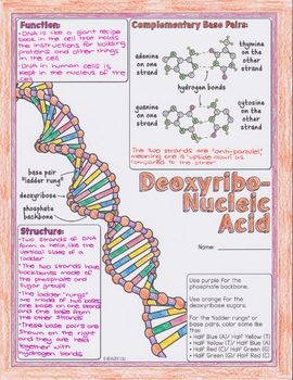 Nucleic Acids Biology Doodle Diagrams by Science With Mrs Lau | Teachers Pay Teachers Dna Notes Biology Aesthetic, Aesthetic Biology Diagrams, Biology Doodle Notes, Innovative Chart Ideas For Biology, Dna Notes Aesthetic, Science Diagrams Biology, Biology Diagrams Aesthetic, Nucleic Acid Notes, Science Chart Ideas