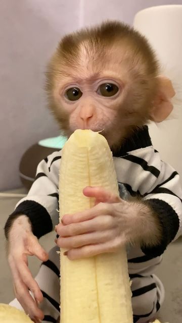 Monkey Baby on Instagram: "Monkey KiKi ❤️❤️ #cutebaby" Capuchin Monkey Pet, Monkeys Cute, Monkey Pet, Monkey Smiling, Funny Monkey Pictures, Cute Monkeys, Monkey Cute, Cute Monkey Pictures, Macaque Monkey