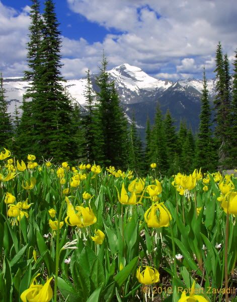 Glacier Lilies, Glacier National Park Glacier Lily, Big Sky Montana, Mountain Images, Glacier Park, Forest Mountain, Big Sky Country, Park Photos, Wildlife Nature, Glacier National