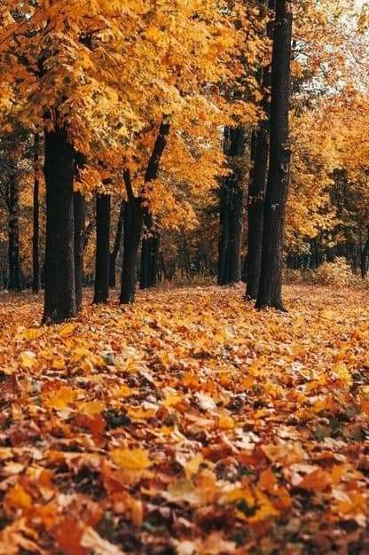 Leaves On The Ground, Dark Nature Aesthetic, Autumn Park, Ancient Tree, Autumn Scenes, Autumn Scenery, Fall Is Here, Tree Forest, Photo Tree