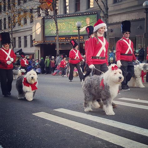 To ensure you and your dog don’t miss out on the best Thanksgiving Day parades around the country, we’ve searched for pet-friendly hotels with parade views where you both can relax and enjoy the show without having to worry about the crowds. Rooms With A View, Pet Parade, Thanksgiving Parade, Thanksgiving Day Parade, Grant Park, Pet Friendly Hotels, Dance Teams, Dog Park, Dog Stuff