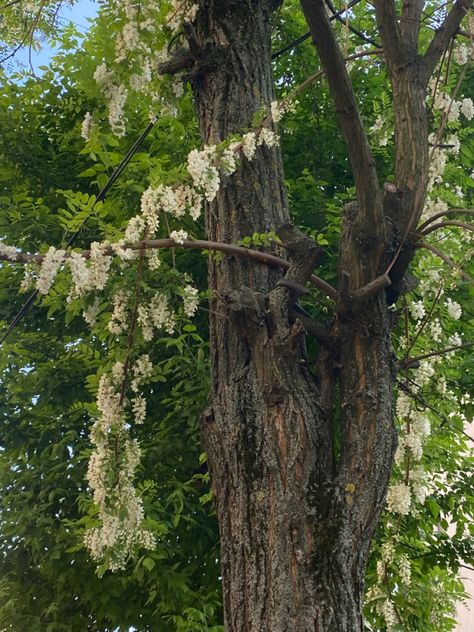 acacia tree | acacia tree flowers | may aesthetic | vintage | tree | summer aestehtic | pretty tree #aesthetic #tree #pretty Acacia Aesthetic, Flower Tree Aesthetic, Acacia Core, May Aesthetic, Poison Heart, Aesthetic Trees, Winx Aesthetic, Aesthetic Tree, Indigo Eyes