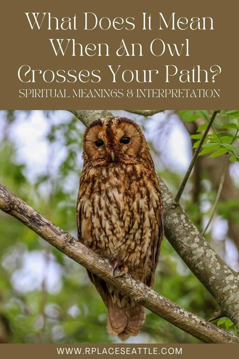 What Does It Mean When An Owl Crosses Your Path? (Spiritual Meanings & Interpretation) Owl Symbolism Meaning, Owl Habitat, Owl Symbolism, Symbolism Meaning, Cute Owl Tattoo, Grey Alien, Solving Problems, Barred Owl, Animal World