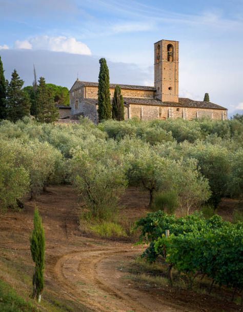 379 Olive Grove Italy Stock Photos, Pictures & Royalty-Free Images - iStock Italian Olive Grove, Olive Grove Aesthetic, Thief Aesthetic, Sky Palace, Olive Tree Care, Backyard Lazy River, Garden Fairy Costume, Olive Art, Growing Olive Trees