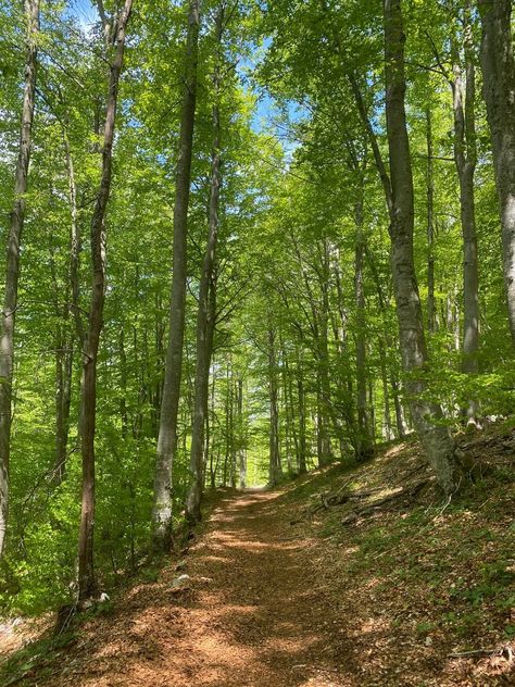 Forest Paths, Natural Path, Wood Path, Natures Path, Summer Forest, Summer Trees, Real Nature, Spring Forest, Countryside Landscape