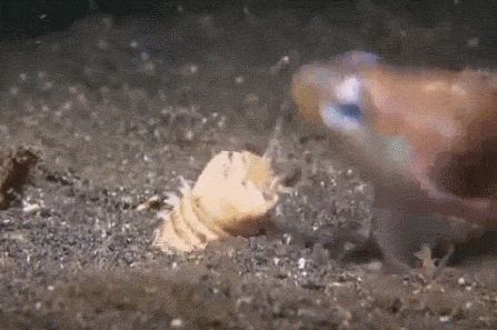 NOPE | Damn Nature, You Scary! | Know Your Meme Bobbit Worm, Scary Sea Creatures, Annelid, Deep Sea Creatures, Weird Fish, Ocean Life, Marine Life, Sea Creatures, Mother Nature