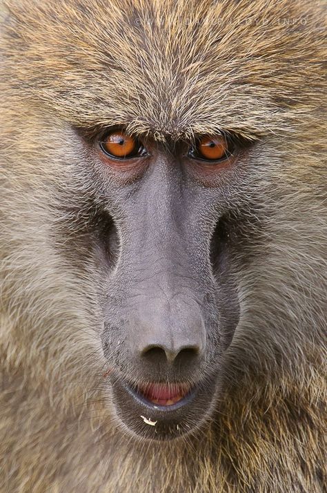 Olive Baboon by David Lloyd - Photo 5662220 - 500px Olive Baboon, Expression Emotion, Creature Inspiration, Slow Loris, Ape Monkey, Spider Monkey, Monkey Pictures, Animal Anatomy, Great Ape