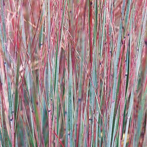 There are a variety of short and tall ornamental grasses you can add to your landscape for privacy or for decoration. From little bluestem to switchgrass to blue oatgrass, we have the perfect ornamental grass for your backyard. Hot Garden, Imperata Cylindrica, Natural Gardens, Little Bluestem, Shrubs For Privacy, Plant Names, Seaside Garden, Plants Ideas, Grasses Garden