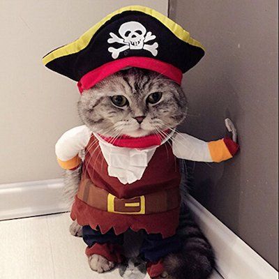 Funny Cat Clothes, Cat Pirate, Cat Dressed Up, Pirate Cat, Cat Costume, Cat Dresses, Pirate Costume, Halloween Cupcakes, Dog Costume