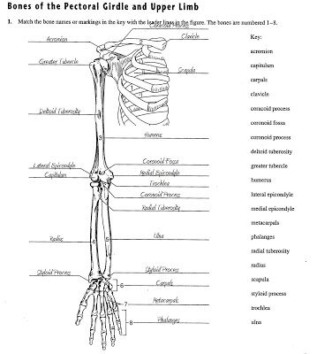 Senior Class AP Help Guides: Physiology -Worksheet- Bones of the Pectoral Girdle and Upper Limb Skeleton Worksheet, Pectoral Girdle, Discrete Math, Appendicular Skeleton, Ap Art History, Upper Limb Anatomy, Human Body Worksheets, Performance Task, Radiology Technician