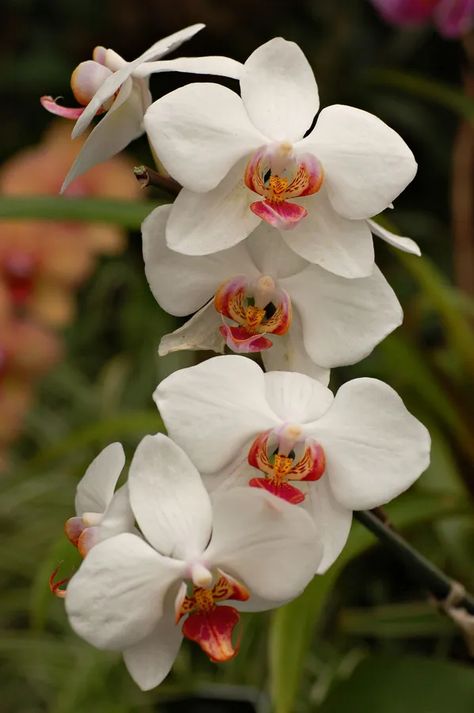 Download White Orchids With Red Center Petals Wallpaper | Wallpapers.com Orchid Wallpaper, Flowers Orchids, Exotic Orchids, Wallpaper White, The Orchid, Flowers Aesthetic, Beautiful Orchids, White Orchids, Orchid Flower