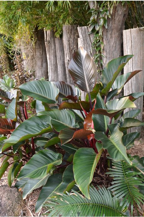 Congo Philodendron, Florida Backyard, Shady Gardens, Understory Plants, Indoor Plant Display, Country Garden Design, Very Dark Green, Tropical Flower Plants, Philodendron Plant