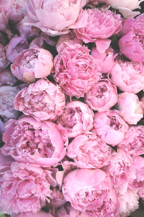 MOOD Growing Peonies, Purple Peonies, Peonies Garden, Deco Floral, Pink Peonies, Beautiful Blooms, Love Flowers, My Flower, Pretty Flowers