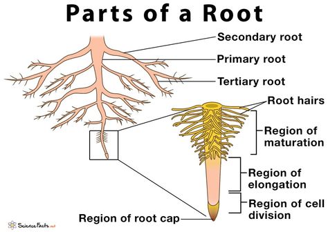 Parts of a Root, Their Structure and Functions With Diagram Root Diagram, How To Plant Carrots, Peppa Pig Coloring Pages, Chemical Equation, Super Teacher, Cell Division, Newspaper Template, Structure And Function, Handwriting Worksheets