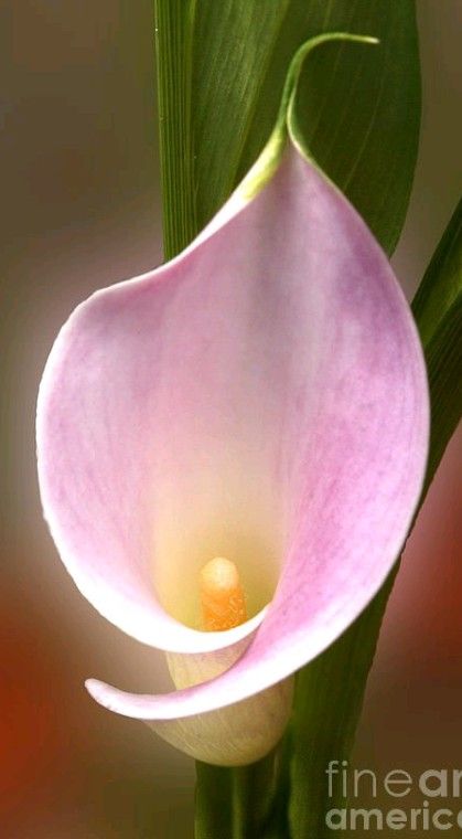 Lilly Drawing, Drawing Tattoo Ideas, Pink Calla Lily, Zantedeschia Aethiopica, Pink Calla Lilies, Arum Lily, Calla Lily Flowers, Lilly Flower, Flower Drawing Tutorials