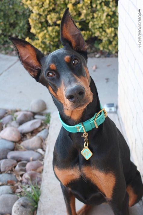 Scooby Dober Doo Doberman Collar, Doberman Shepherd, Doberman Love, Doberman Dogs, Dog Items, Weiner Dog, Cute Dogs And Puppies, Doberman Pinscher, Family Dogs