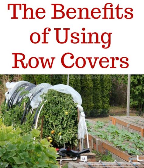 The Benefits of Using Row Covers - One Hundred Dollars a Month Zone 10, Row Covers, Green Farm, Pretty Garden, Covered Garden, Healthy People, Home Gardening, Be Happier, Garden Tips