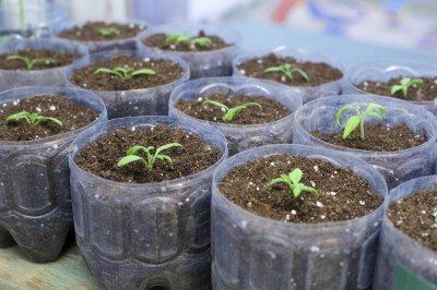 Soaking Seeds Before Planting, Aubergine Plant, Growing Eggplant, Eggplant Plant, Vegtable Garden, Growing Blackberries, Eggplant Seeds, Growing Cucumbers, Growing Greens