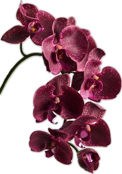 Burgundy Orchid, Faux Orchid, Home Workspace, Moth Orchid, Editing Inspiration, Phalaenopsis Orchid, Pink Orchids, Fake Flowers, Pink Wallpaper