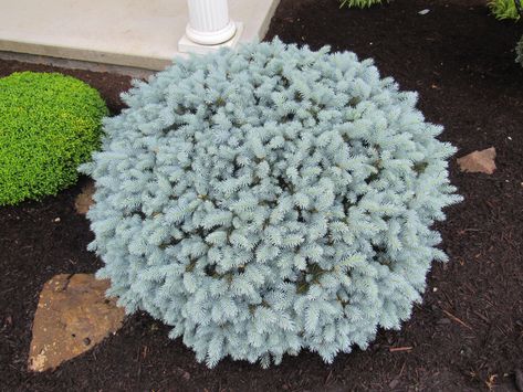 Globosa Blue Spruce Low Graft Blue Spruce, Bird Garden, Container Plants, Front Yard, Globe, Google Search, Plants, Blue