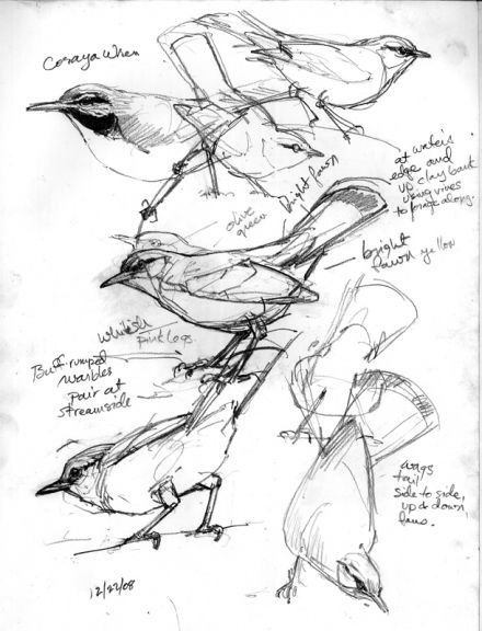 Tropical nature sketches by Debby Kaspari. I think she really captures the movement of birds here. Love black and white line drawings. Sketches Of Birds, Nature Journaling, Bird Sketch, Nature Sketch, Charcoal Drawings, 강아지 그림, Pen Sketch, Animal Sketches, Arte Animal