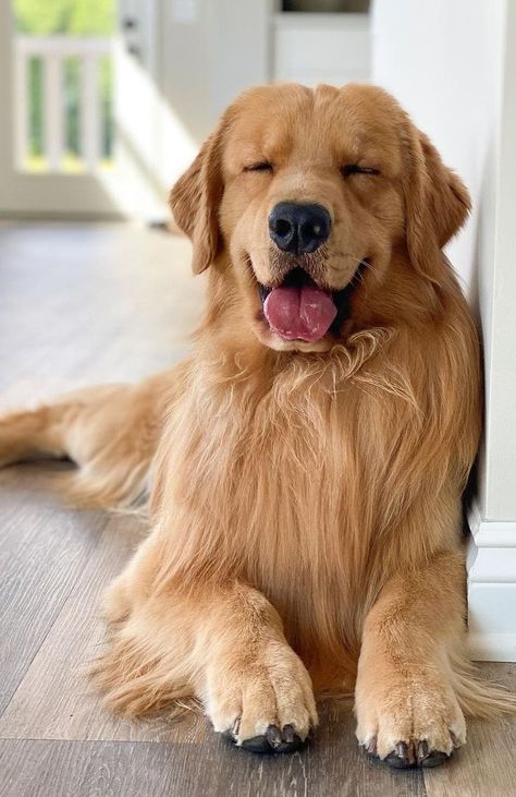 Big Dogs Breeds, Biggest Dog In The World, Biggest Dog, Mini Goldendoodle Puppies, Really Cute Puppies, Dogs Breeds, Super Cute Puppies, Giant Dogs, Really Cute Dogs