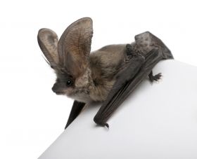 England is losing its meadows and marshes, impacting Long-eared bats Bat Species, Bat Tattoo, Bat Art, Cute Bat, Studio Shoot, Cute Creatures, Small Pets, Animals And Pets, Mammals