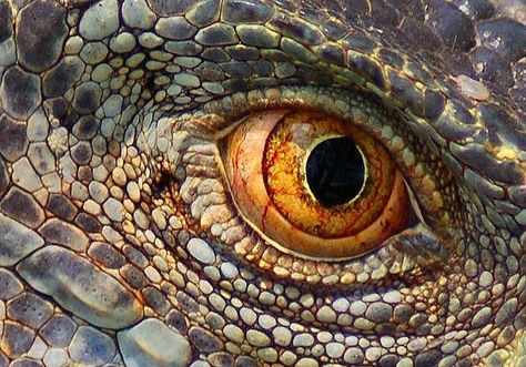 Reptile Eye, Lizard Eye, Regard Animal, Walking With Dinosaurs, Eye Close Up, Close Up Photo, Dragon Eye, Reptiles And Amphibians, Eye Art