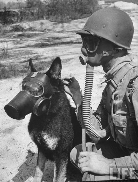 A soldier and his German Shepherd wear gas masks to protect themselves from chemical warfare. Gas Mask Art, Military Working Dogs, Gas Masks, Ww2 Photos, Military Dogs, Vintage Versace, A Soldier, Vintage Dog, Gas Mask