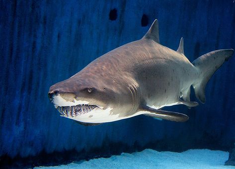 The sand tiger shark is a popular resident of Shark Lagoon.    Aquarium of the Pacific | Exhibits | Shark Lagoon Sand Shark, Sand Tiger Shark, Shark From Above, Dangerous Fish, Sharks Jumping Out Of Water, Shark Jumping Out Of Water, Tiger Shark From Above, Shark Infested Waters, Shark Photos