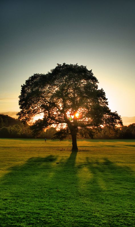 Photo Techniques, Postcard Mockup, Tree Images, Simple Photo, Tree Photography, Summer Backgrounds, Sunset Wallpaper, Photo Tree, Scary Art