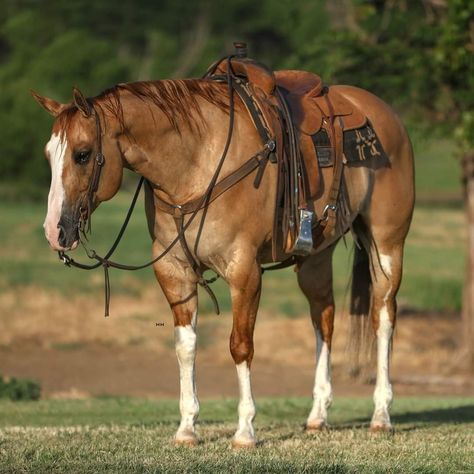 Quarter Horse Conformation, Horse Conformation, Dream Ranch, Red Dead Redemption 3, Western Stuff, Horse Colors, Quarter Horses, Blue Roan, American Quarter Horse