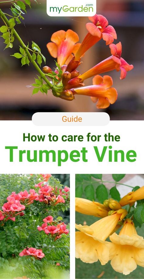 The Trumpet Vine is a hardy climbing plant, that amazes with its exotic flowers. The orange-colored bisexual single flowers appear from July to September. They have an elongated tubular shape and are arched like a trumpet at the end. In order to give it the best care possible, there are a few things to keep in mind. Learn in this mygarden-guide how to plant and care the Trumpet Vine correctly! #mygardencom #mygarden #trumpetvine #climbingbush #flowers Yellow Trumpet Vine, Trumpet Vine Trellis Ideas, Trumpet Vine Flower, Orange Trumpet Vine, Trellis Gardening, Trumpet Honeysuckle, Climbing Flowering Vines, Trumpet Vines, Vine Fence