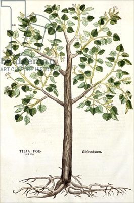 Tilia Foemina, Lindenbaum, or Lime Tree, illustration from 'De historia stirpium' (woodcut) Linden Tree, Lime Tree, Tree Illustration, Frames For Canvas Paintings, Affordable Wall Art, Fractal Art, Cool Posters, Botanical Prints, A Tree