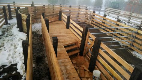 This is meant to be a cow chute but I could see it being modified for a horse chute. Cattle Working Pens, Cattle Business, Cattle Facility, Cattle Corrals, Sheep Farming, Ranch Horses, Livestock Barn, Livestock Shelter, Cattle Barn