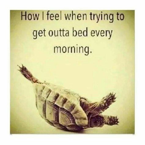 Trying to get out of bed Third Trimester Memes, Funny Pregnancy Memes, Pregnancy Memes, Pregnancy Quotes, Third Trimester, Future Mom, Pregnancy Humor, A Turtle, E Card