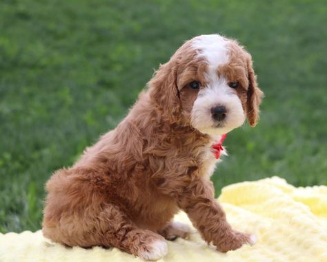 Apricot Cavapoo, Mini Cavapoo, Crockett Doodles, Cavapoo Puppies, Mini Poodles, Puppy Adoption, Dream Car, Sport Girl, Tri Color