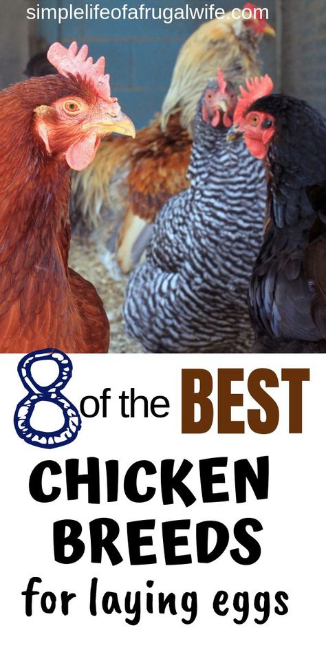 Want to own chickens but not sure where to start? Find out the best breeds for laying eggs. Meat Chickens Breeds, Chickens Breeds, Chicken Breeds For Eggs, Best Chicken Breeds, Different Breeds Of Chickens, Australorp Chicken, Laying Chickens Breeds, Raising Turkeys, Backyard Coop