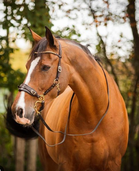 Hackamore Bridle, Horse Outfits, Bitless Bridle, Horse Riding Clothes, Blue Roan, Horse Gear, Beautiful Horse, Hobby Horse, Bridles