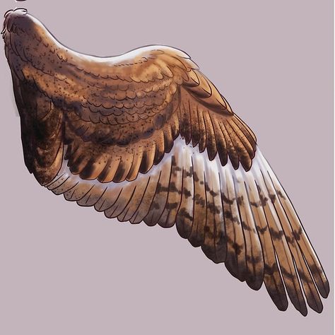 Design Wing Scarf, Owl Wings, Maximum Ride, Wings Drawing, Wings Art, Bird Wings, Animal Sketches, Barn Owl, Creature Design