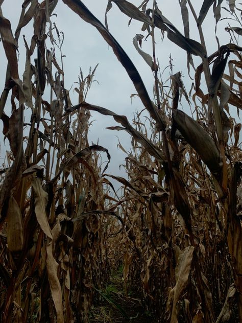 Farm Horror Aesthetic, Farm Gothic Aesthetic, Cornfields Aesthetic, Southern Fall Aesthetic, Corn Field Aesthetic, Folk Horror Aesthetic, Frontier Aesthetic, Famine Aesthetic, Midwestern Gothic Aesthetic